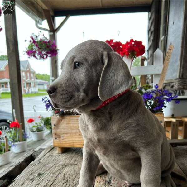 Barney, Silver Labrador Retriever Puppy